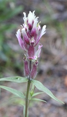 Castilleja raupii
