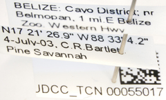 Rhamphixius championi