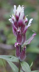 Castilleja raupii