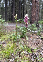 Castilleja raupii