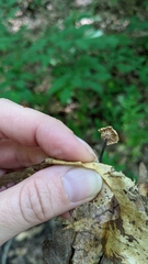 Paragymnopus foliiphilus