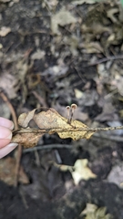 Paragymnopus foliiphilus