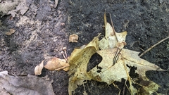 Paragymnopus foliiphilus