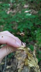 Paragymnopus foliiphilus