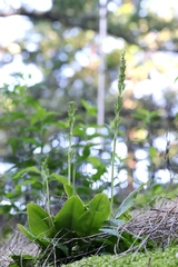 Liparis kumokiri