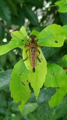 Promachus yesonicus