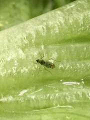 Nesidiocoris