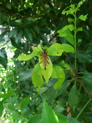 Promachus yesonicus