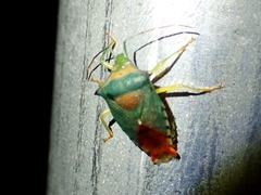 Acanthosoma denticaudum