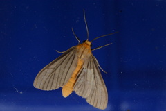 Biturix venosata