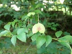 Staphylea bumalda
