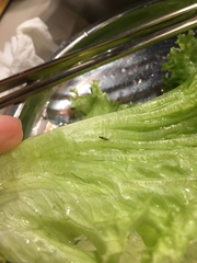 Nesidiocoris