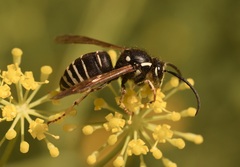 Dolichovespula arctica