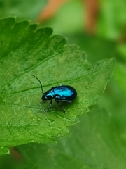 Galerucinae