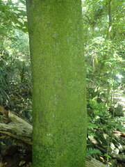 Coenogonium fruticulosum