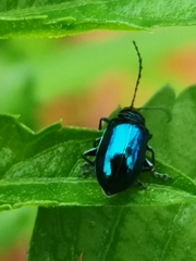 Galerucinae