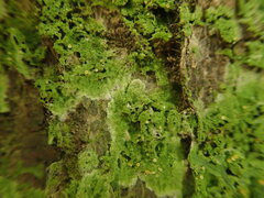 Coenogonium fruticulosum