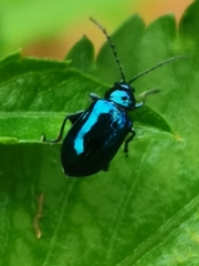 Galerucinae