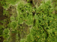 Coenogonium fruticulosum