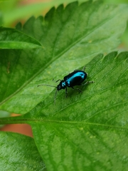 Galerucinae
