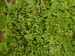 Coenogonium fruticulosum