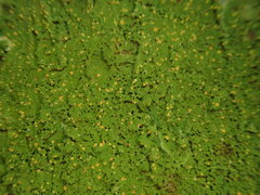Coenogonium fruticulosum