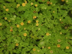 Coenogonium fruticulosum