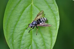 Temnostoma venustum