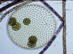 Volvox aureus