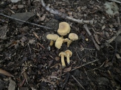 Cantharellus appalachiensis