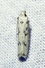 Glyphidocera lactiflosella image