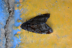 Drobeta