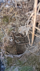 Hydropus praedecurrens