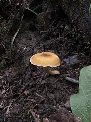 Cantharellus appalachiensis