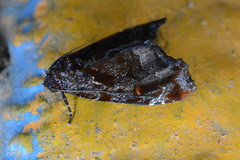 Drobeta
