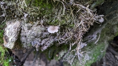 Hydropus praedecurrens