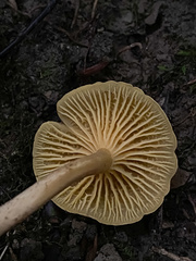 Cantharellus appalachiensis