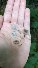 Hydropus praedecurrens