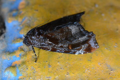 Drobeta