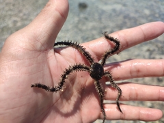 Ophiocoma scolopendrina