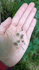 Hydropus praedecurrens