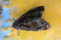 Drobeta