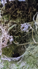 Hydropus praedecurrens