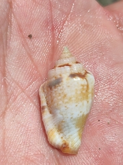 Canarium microurceum