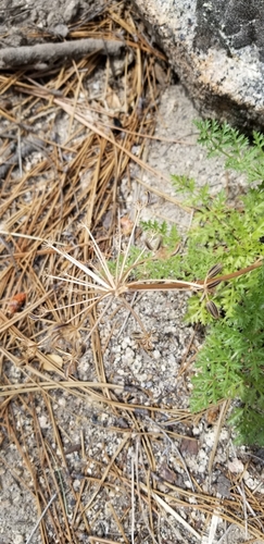 Image of Tauschia parishii by no rights reserved