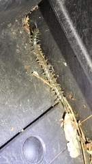 Hemiscolopendra marginata