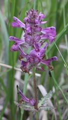 Pedicularis verticillata