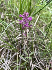 Pedicularis verticillata