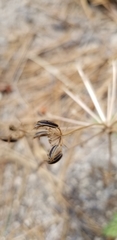 Tauschia parishii