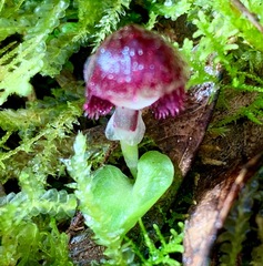 Corybas diemenicus